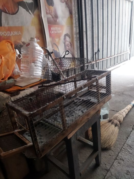 Продам щеглов, обычных этого года