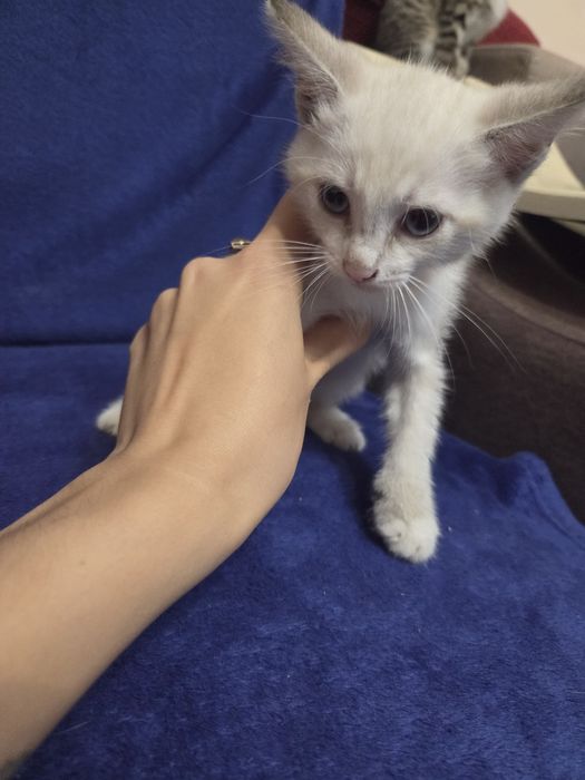 Отдам котят даром