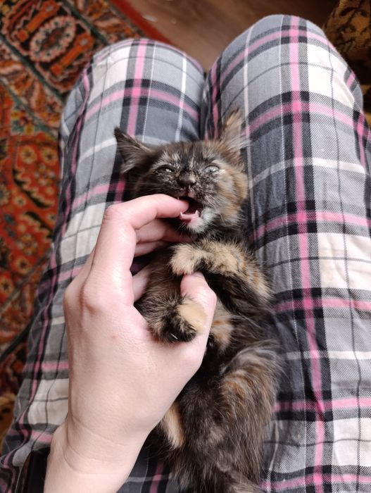 Кошечка в добрые руки