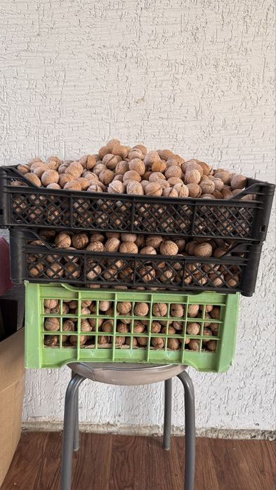 Продам орехи свежие