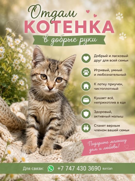 кошечка 1.5 мес, в добрые руки