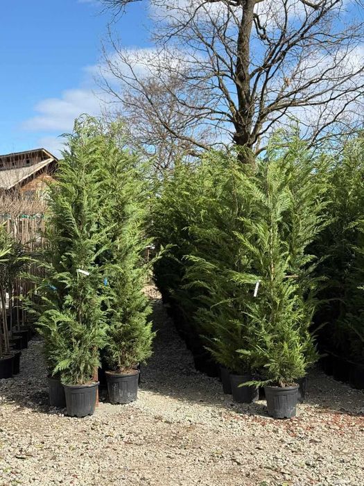 Transformare Grădină: Gazon Rulou și Plante de Lux - Totul Inclus