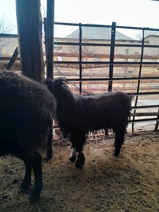 Лақ семіз еркек лақ