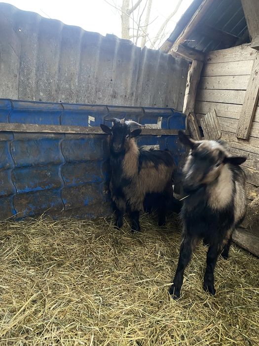 Capra si tap de vinzare