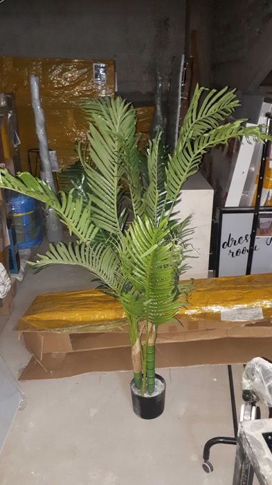 продам растения ИКЕА