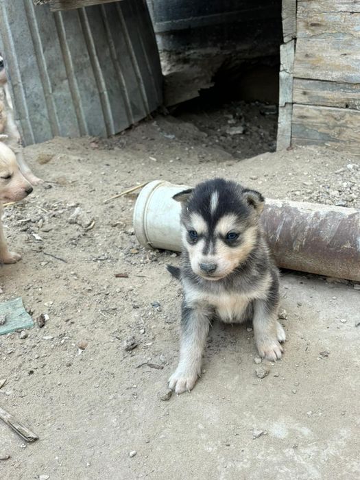 Хаски күшіктер сатылады таза