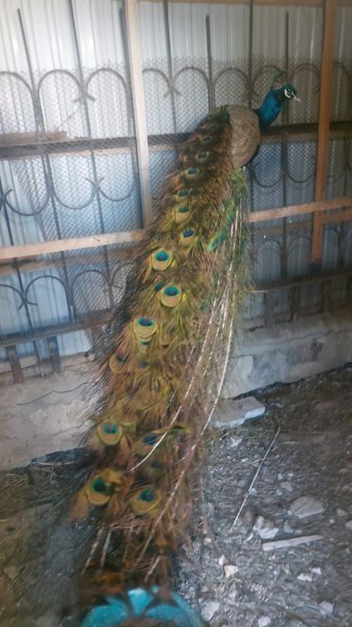 Продам павлина самцы самки