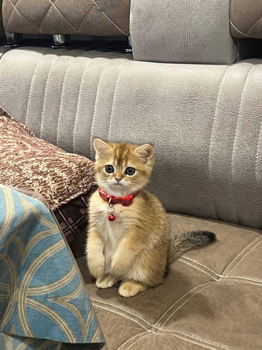 Продам шотладскую шиншилу