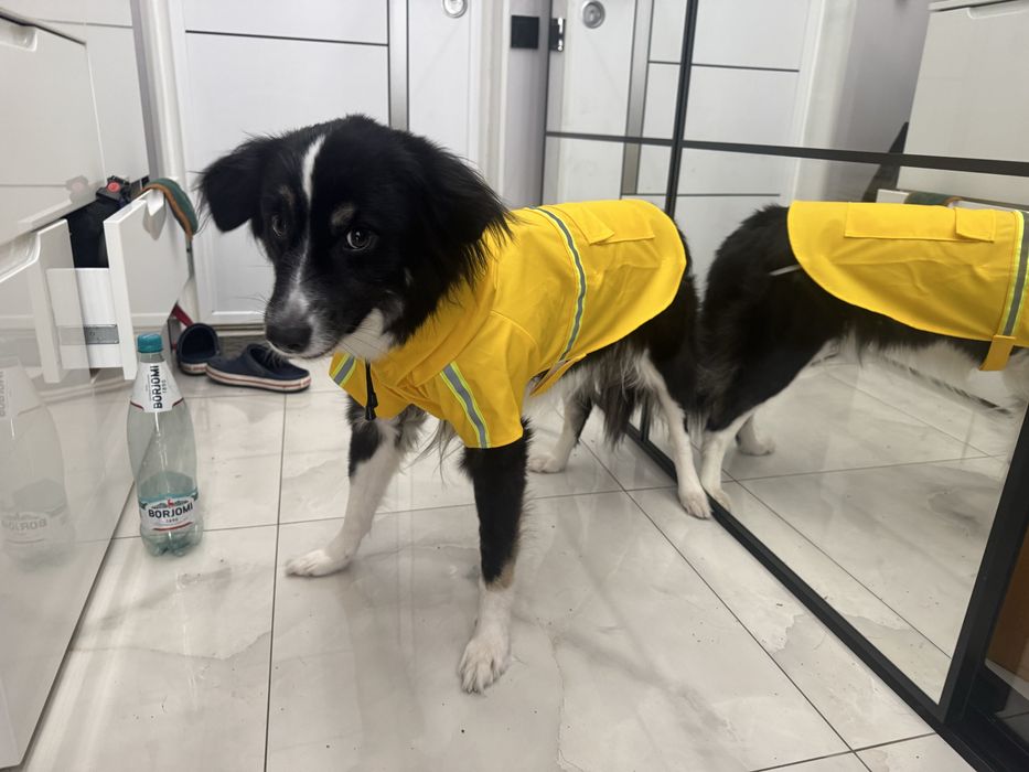 Pelerină de ploaie pentru căței, galben - haina/hainuta ptr caine