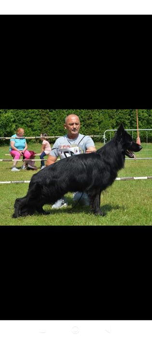 Ciobanesc german cu pedigree