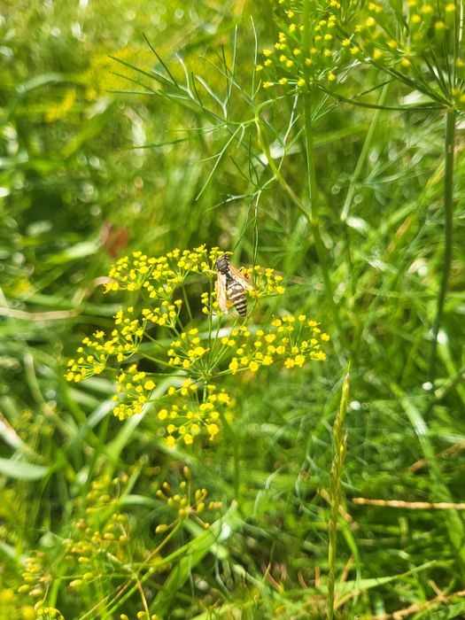 Продаётся дом мечты