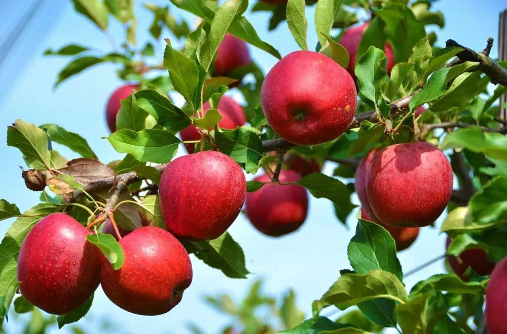 Обработка сада яблонь кустарников пушкой