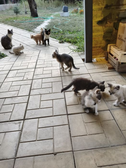 Крысыловы котята полудикие.