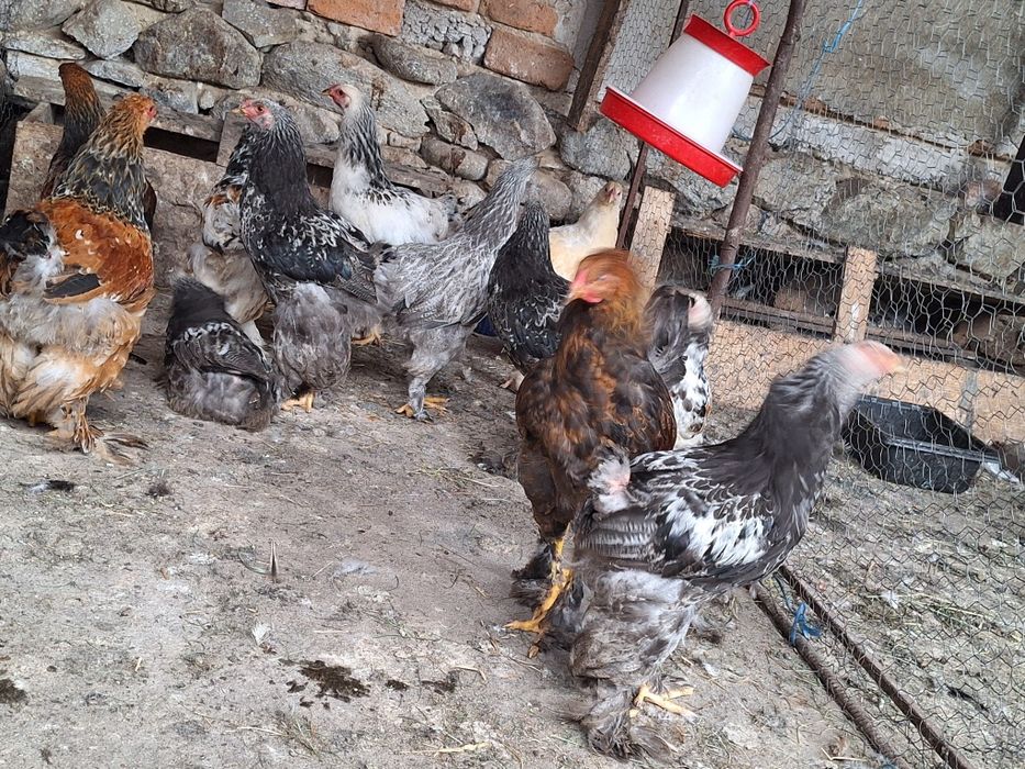 Pui brahma vaccinati si deparazitati.