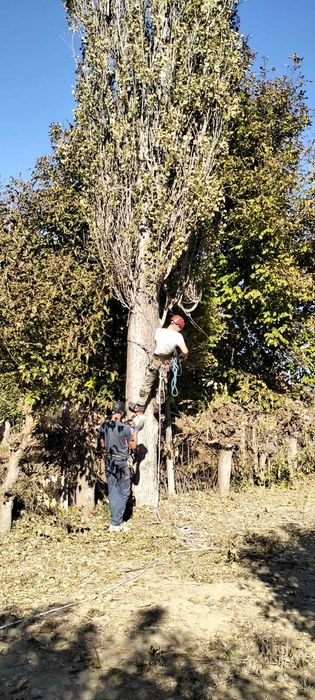 Рязане,кастрене,арборист,подрязване на опасни дървета