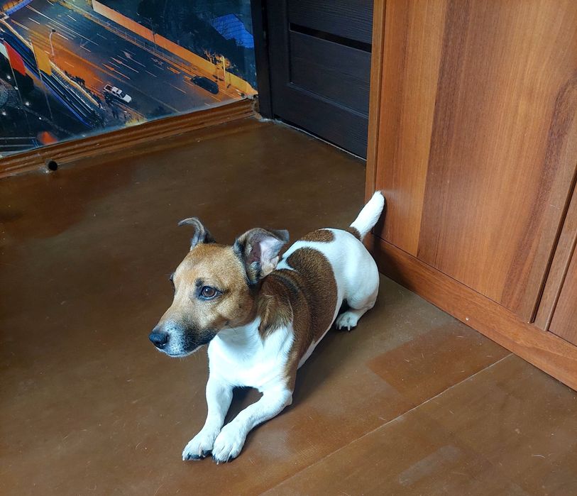 Джек Рассел Терьер Вязка