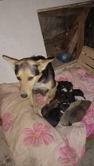 Бесплатно щенята