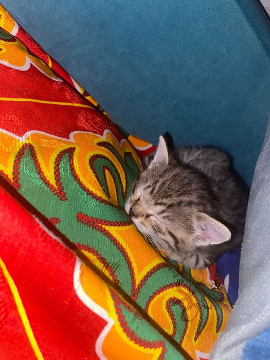 Отдам Котенка девочка