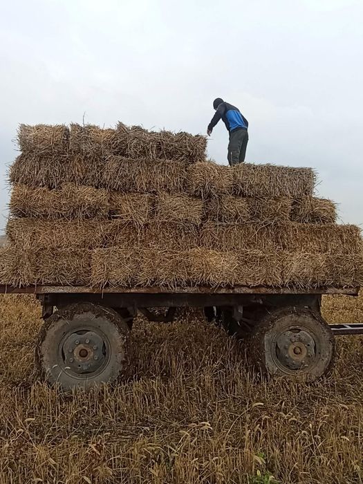 Vând baloți de paie