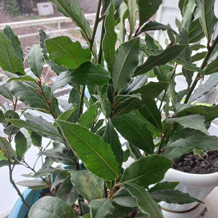 Полноценные кусты лаврового листа.