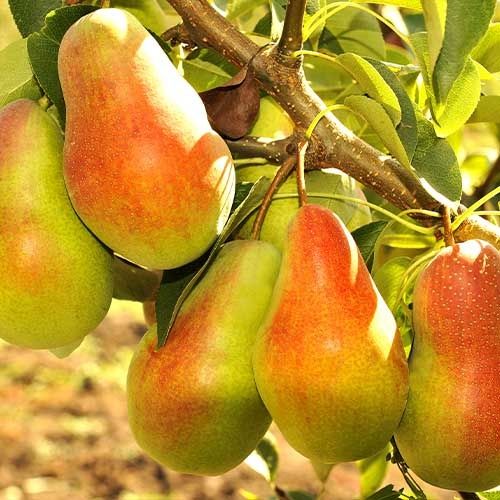 Саженцы плодовых деревьев