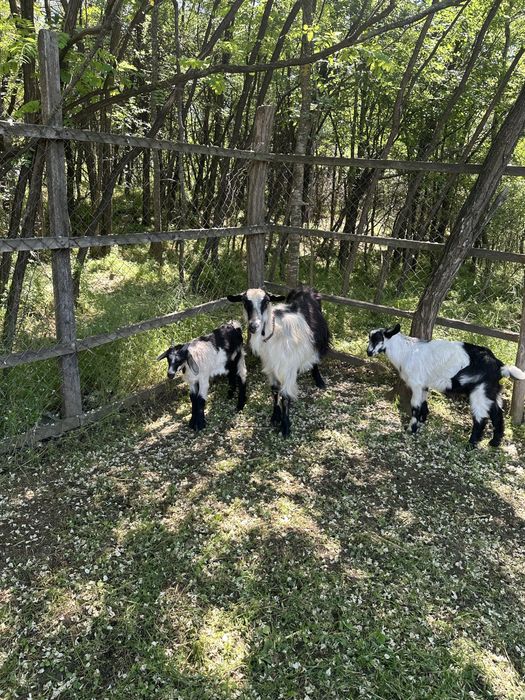 Vând capre crescute sănătos și foarte blânde