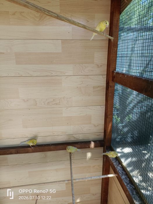 Canari de cantec
