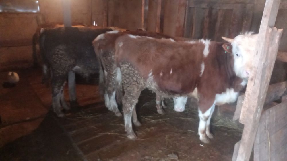 Продам бычков годовалых 3 головы