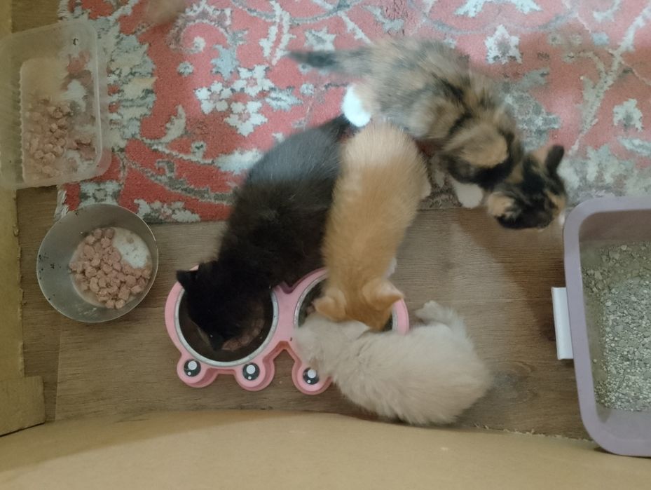 Отдам котят бесплатно