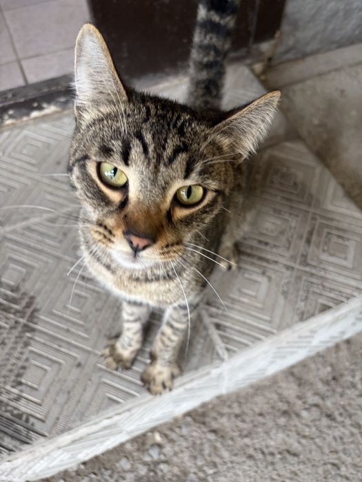 Отдам кота в добрые руки