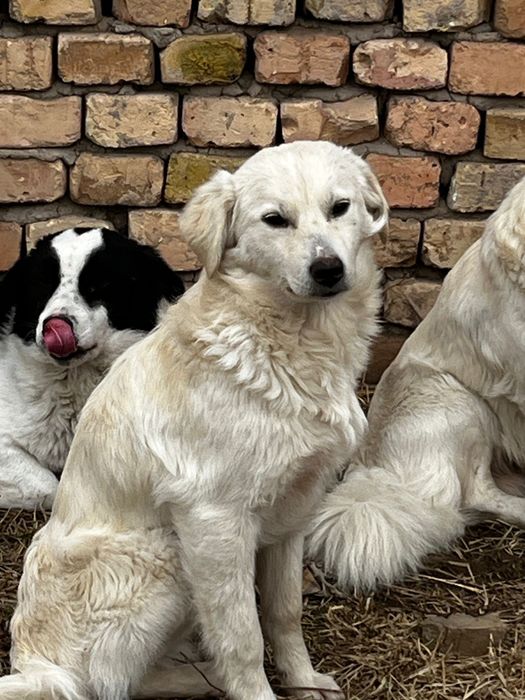 Отдам щенков в хорошие руки