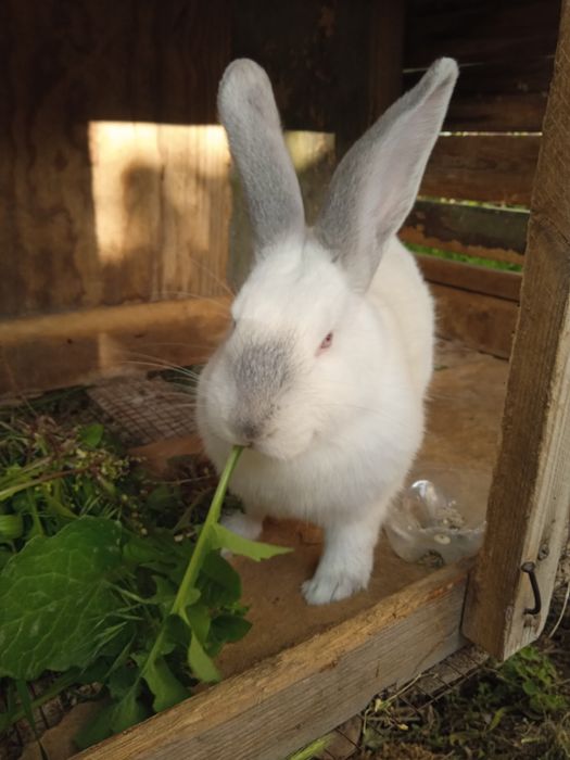 Quyon sotiladi samka