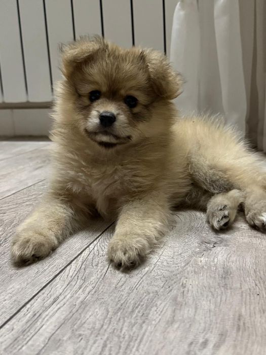 Шпиц девочка 3 месяца