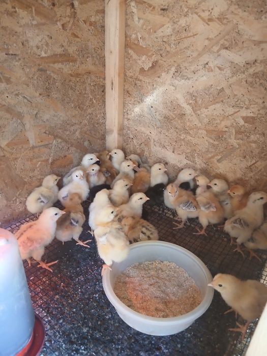 Pui de găină ieftini