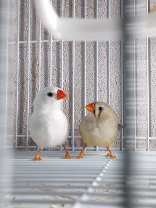 Amadinka амадинка