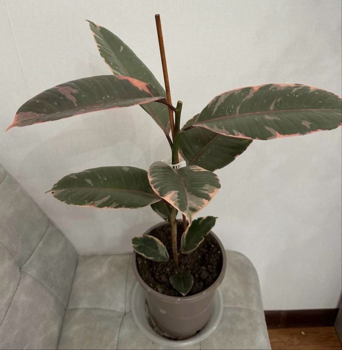 Домашные цветы от 3000 тг