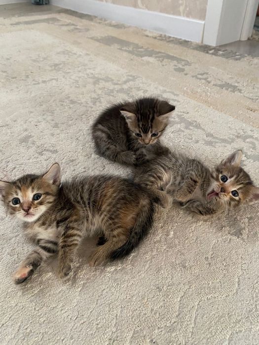 Отдам даром котят