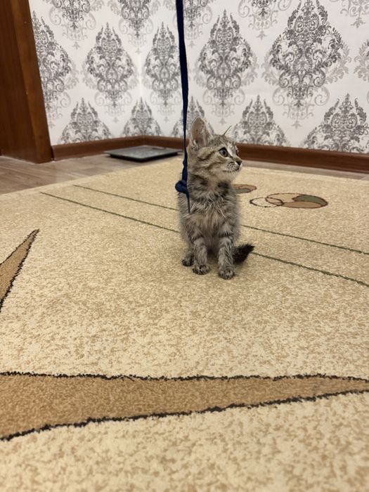 Продается котёнок двухмесячный