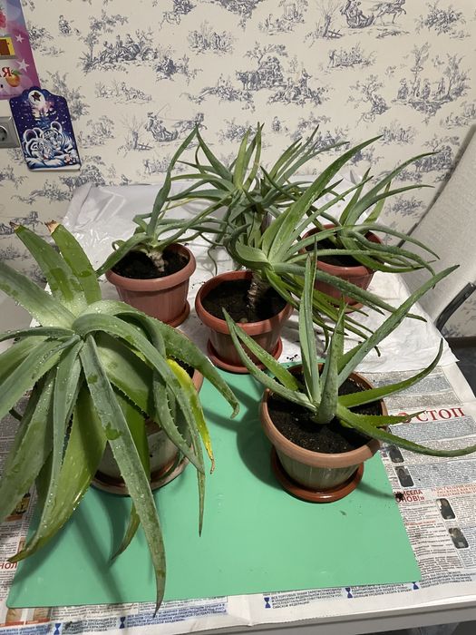 Алоэ Вера лечебный.