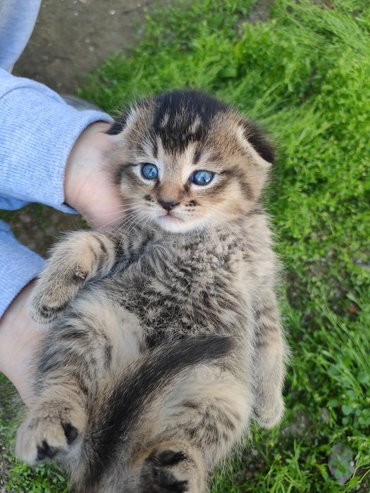 Ширинтой мушукчаларимиз  сотилади