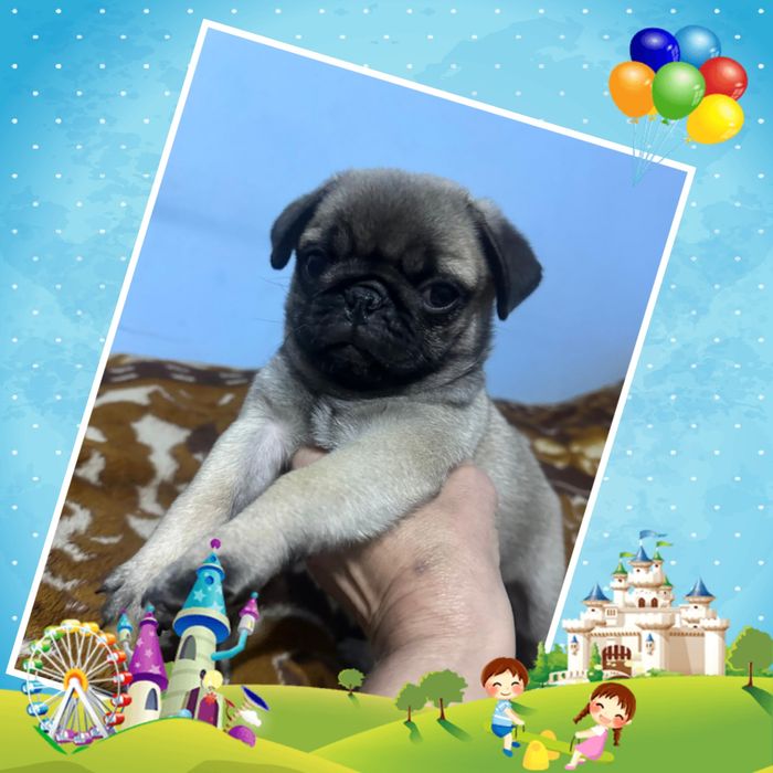 Срочно продам щенка мопса