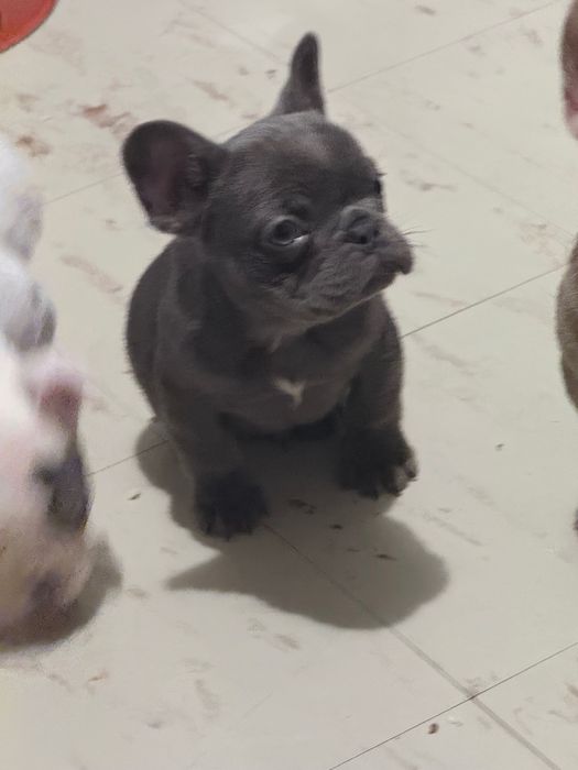 Френски Булдог Кученцa