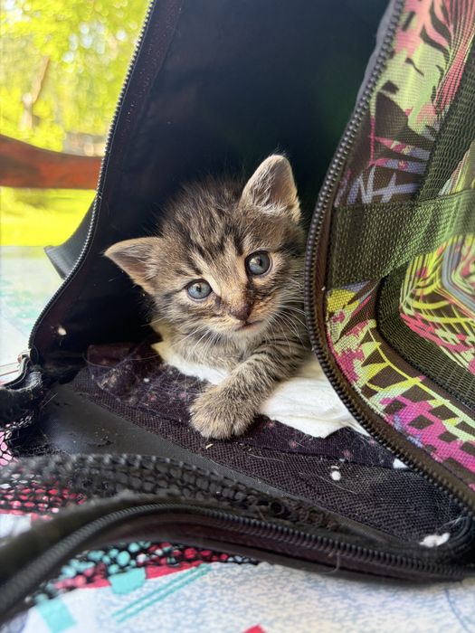 Котята девочки срочно ищут дом!
