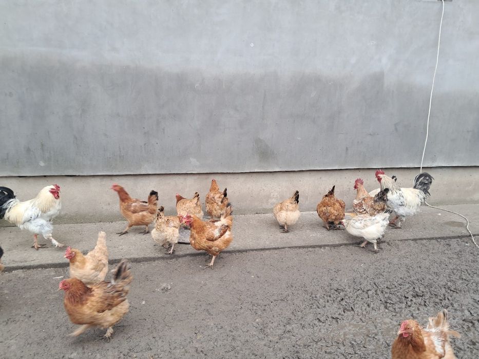 Vând găini si cocosi de tara