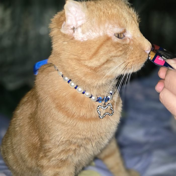 Санни ищет дом, добрые руки