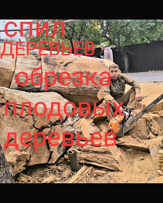 Спил деревьев Ағаш кесеміз