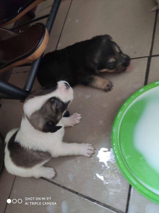 Отдам щенков в добрые руки