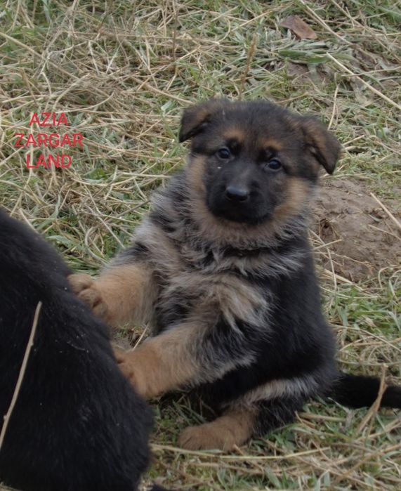 Немецкие овчарки ( стандарт)
