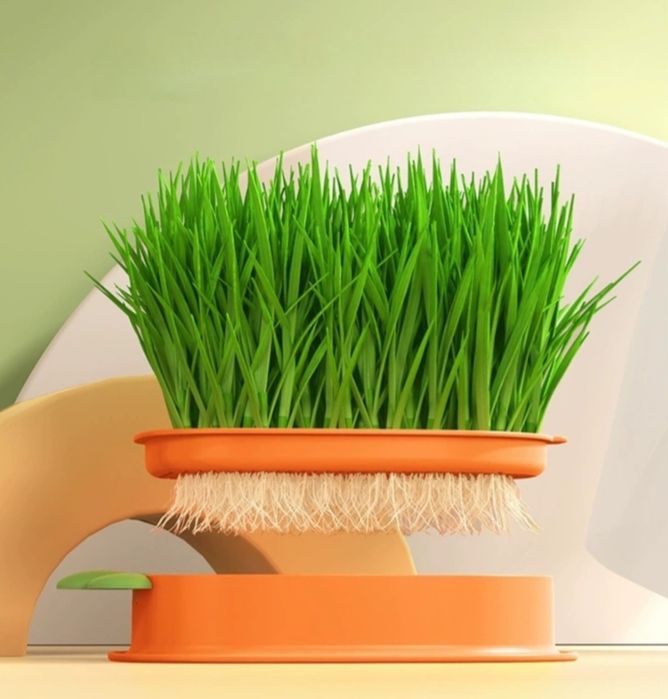 Трава для кошек и посуда