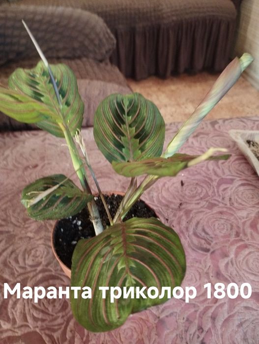 Продам комнатные растения